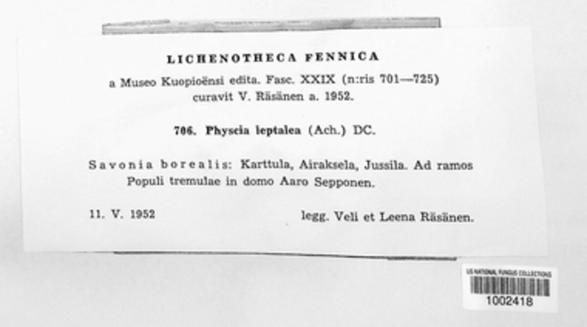 Physcia leptalea image